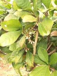 Image result for Synsepalum