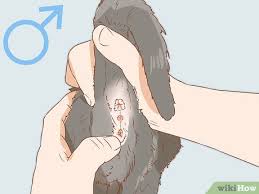Kedinin Cinsiyeti Nasil Anlasilir 7 Adim Resimlerle Wikihow