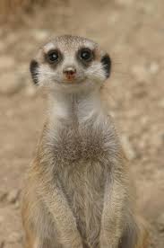 Smile Of A Meerkat Cute Animals Animals Animals Wild