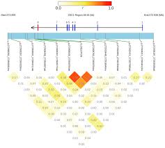 Investigation of ABO Gene Variants across More Than 60 Pig Breeds and  Populations and Other Suidae Species Using Whole-Genome Sequencing Datasets