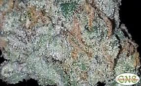 Pink Kush Strain Marijuana Strain Reviews Allbud