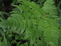 Image result for Pteridium aquilinum