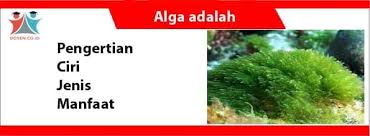 Hidup di pantai, warna coklat karena adanya pigmen. Alga Adalah Pengertian Ciri Jenis Dan Manfaatnya