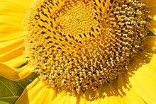 Buat halamanmu semakin cantik dengan menghadirkan bunga matahari di sana. Helianthus Wikipedia