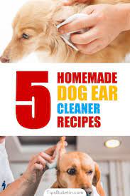 5 Homemade Dog Ear Cleaner Recipes Dog Ear Cleaner Homemade Dog Ear Cleaner Recipe Dog Ear Cleaner