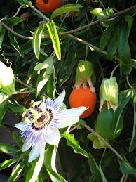 Passion Flower Propagation How To Root Passion Vine Cuttings And Grow Passion Flower Seeds Passion Fruit Plant Passion Vine Flowering Vines