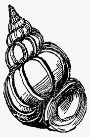 You can even add a little bit of life to your new ocean animal craft by cutting slivers of white paper. And The Third Sea Shell Clip Art Is Of The Aptly Named Sketch Png Image Transparent Png Free Download On Seekpng