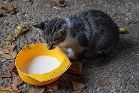 Which of the many kinds of coconut concoctions, if any, are safe for cats to can cats eat coconut ice cream? Can Cats Have Coconut Milk Unfortunately Not And Here S Why Upgrade Your Cat