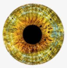 Eyeball Png And Psd Eyes Clipart Iris Art Eye Drawing