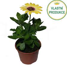 Image result for paprskovka obrázek