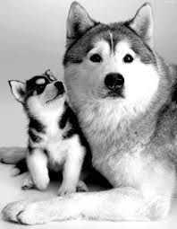 Siberian Husky And Puppy Happy Mothers Day To All The Moms Out There Dog And Human Alike Cute Animals Animals Baby Animals