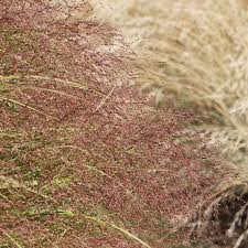 Image result for Eragrostis acraea