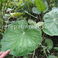 Image result for Hymenodictyon austro-africanum