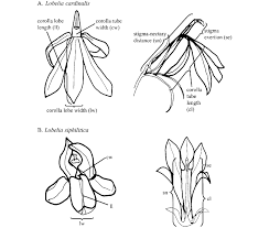Image result for lobelia combine composition