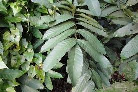 Image result for Aphanamixis