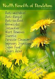 Maybe you would like to learn more about one of these? All About Dandelions And Their Health Benefits Kind Earth