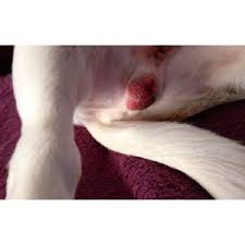 Image result for scrotum dog skin peeling