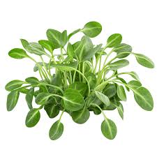 Image result for Aldrovanda vesiculosa