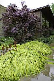 Ornamental Japanese Forest Grass In Your Outdoor Yard Jardines Diseno De Jardin Jardineria