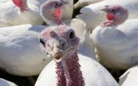 While the idea of giving thanks and celebrating the harvest was popular in certain parts of the. Why Do We Eat Turkey On Thanksgiving Wonderopolis