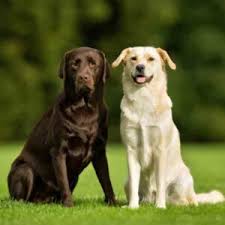Check spelling or type a new query. Labrador Retrievers For Adoption In Tennessee Adoptable Pet Listings
