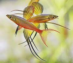 Tips Peternakan Budidaya Dan Pertanian Threadfin Rainbowfish Iriatherina Werneri Ikan Air Tawar Habitat Ikan