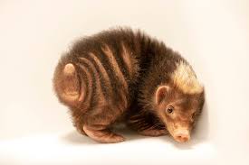 The Sunda Stink Badger Is The Cutest Little Stinker Badger Weird Animals Animals