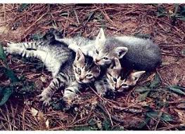 Euthanasia is performed due to a terminal illness or when the cat's quality of life is affected by debilitating pain which can no longer be medically managed. Humanely Euthanize A Cat Poc