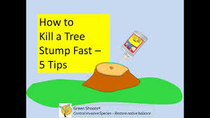 We've included simple and cheap methods, as well as costly techniques so you can finally solve your stump situation without. Stump Killer 5 Tips For Success Youtube