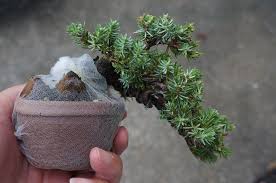 日本小品盆栽協会 盆栽オークション 交換大会 のお知らせ 最近の盆栽活動 0 盆栽 豆盆栽 かずら