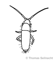 The oligaphorurini comprises 53 species restricted in occurrence to holarctic region (bellinger et al. Springschwanz