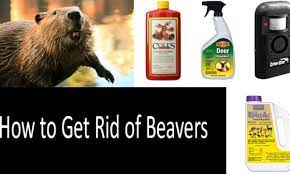 How can a wildlife removal technician help me get rid of the beavers? How To Get Rid Of Beavers Top 7 Beaver Traps Repellents
