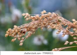 Image result for Panicum miliaceum