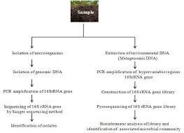 Flow Chart Showing 16s Rrna Gene Based Method For