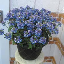 Maybe you would like to learn more about one of these? Nemesia Tanaman Bunga Begonia