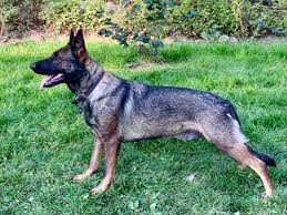 Silver sable german shepherd female ayers legends german shepherds large big puppies for sale. Our Dogs