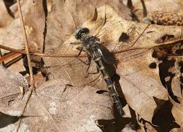 Image result for Hunteria myriantha