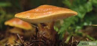 Ma wee hen betty chookie cuddles congratulations orpey &#38; How To Identify Edible Mushrooms With Pictures Wikihow