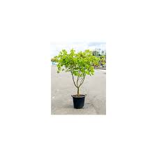 Préparez un mélange adapté plantez ils se cultivent très bien en pot , pour agrémenter terrasses et balcons, ce qui évite le problème de la. Vente D Erable Du Japon Acer Japonicum Aconitifolium