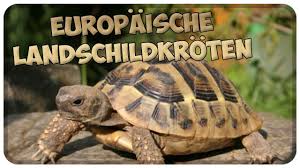 Diese tierhalter verstehen nichts von artgerechtem umgang. Haltung Von Europaischen Landschildkroten Schildkroten Richtig Halten Tipps Youtube