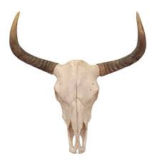 Bull Skull Wall Decor Skull Wall Decor Bull Skulls Skull Decor