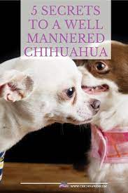 5 Secrets To Enjoying A Well Mannered Chihuahua Chihuahua Puppy Clothes Chihuahua Puppy Training Cute Chihuahua