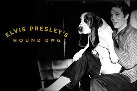 Read or print original hound dog lyrics 2021 updated! Elvis Inspired Dog Supplement Line Puts Cbd Center Stage 2019 08 19 Pet Food Processing
