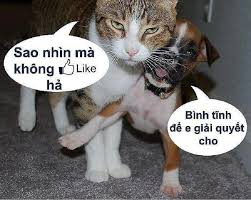 50+ hình ảnh troll cực bực, cực hài hước | DBK.vn