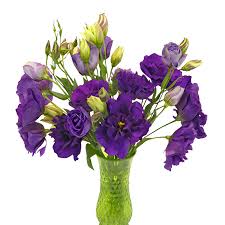Image result for eustoma Balboa