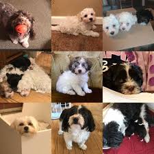 Hollywood havanesewhere a dog isn't a just a pet but a family member. Joyful Havanese Puppies Top Ny Breeder Of Havanees Puppies Home