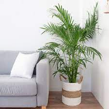 Check spelling or type a new query. Palm Trees Indoor Plant Care Growing Guide
