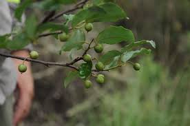 Image result for Maprounea