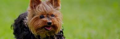 Please provide a valid price range. Yorkshire Terrier Puppies For Sale Nyc Breeders