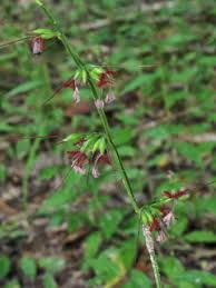 Image result for Oplismenus hirtellus